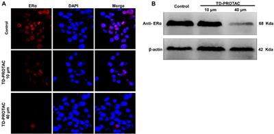 ERα-Targeting PROTAC as a Chemical Knockdown Tool to Investigate the Estrogen Receptor Function in Rat Menopausal Arthritis